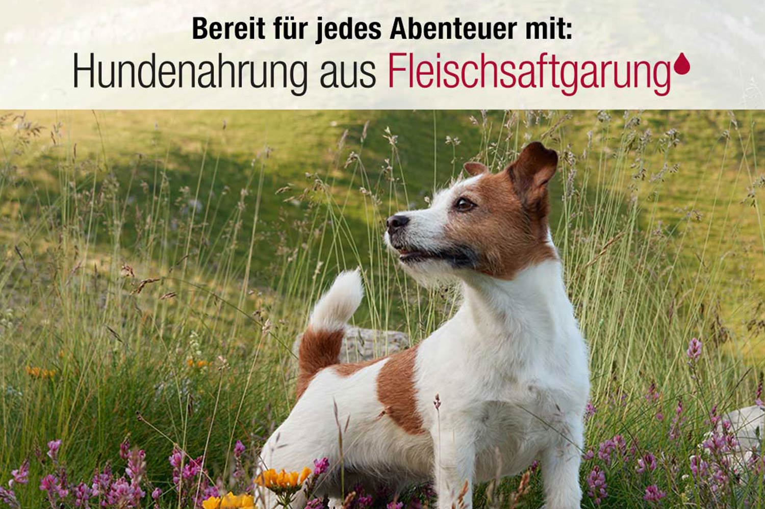 Coolstes-Hundehotel---Ringhotel-Sonneck