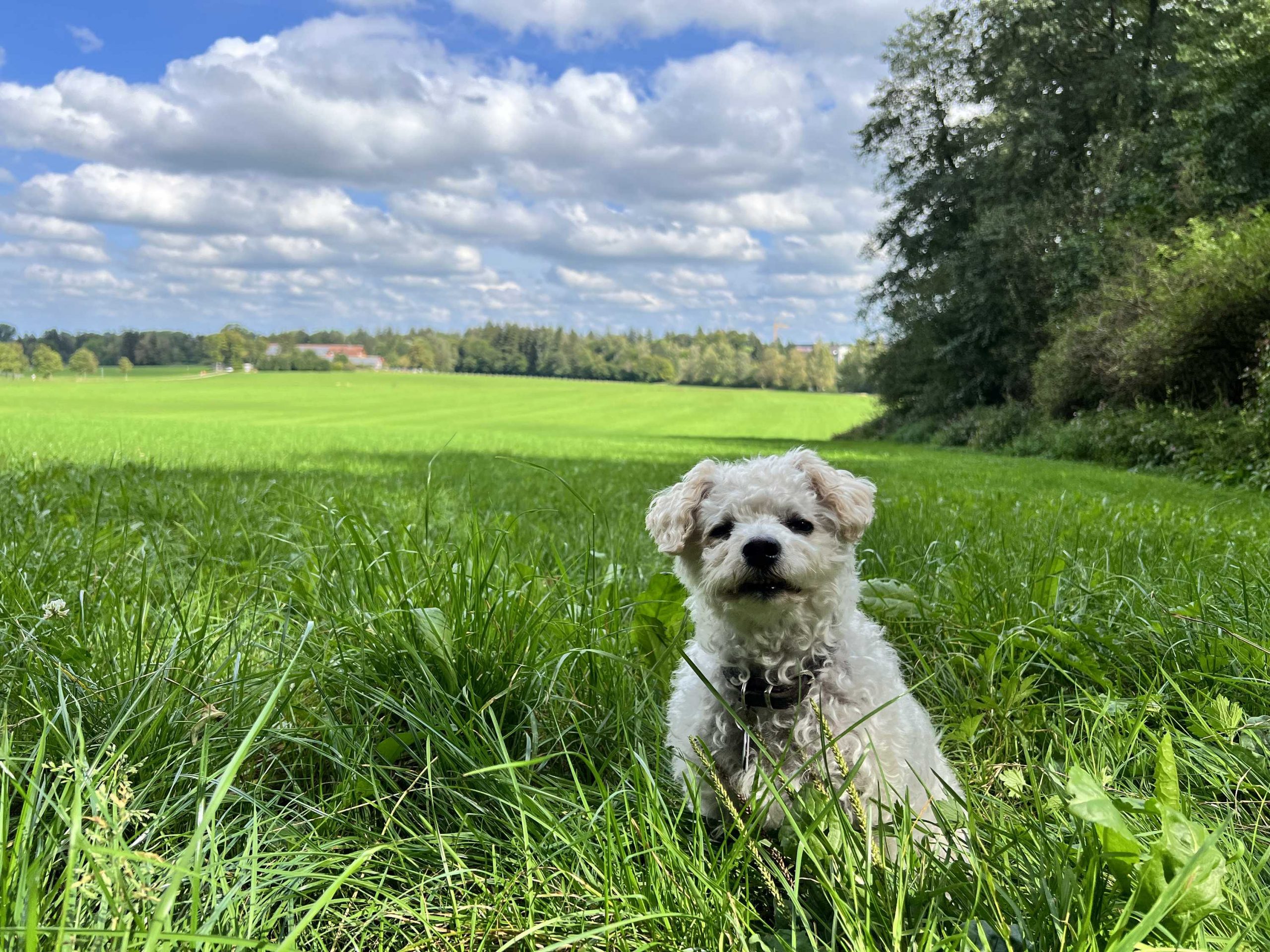 Urlaub mit Hund im Ringhotel Sonneck in Bad Wörrishofen
